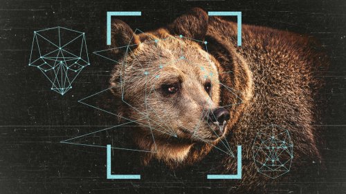 Facial Recognition May Help Save Fat Bears From Human Danger