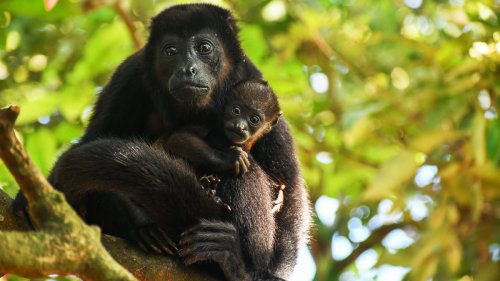 As the Rich Swarm Costa Rica, Thousands of Monkeys Are Being Electrocuted
