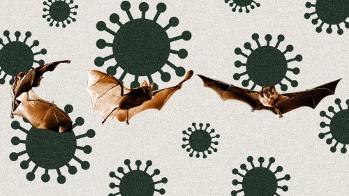 Terrifying Russian Bat Virus Could Spark the Next Pandemic