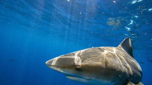 Tourists Watch Russian Man Get Devoured By Shark On Egypt Beach | Flipboard