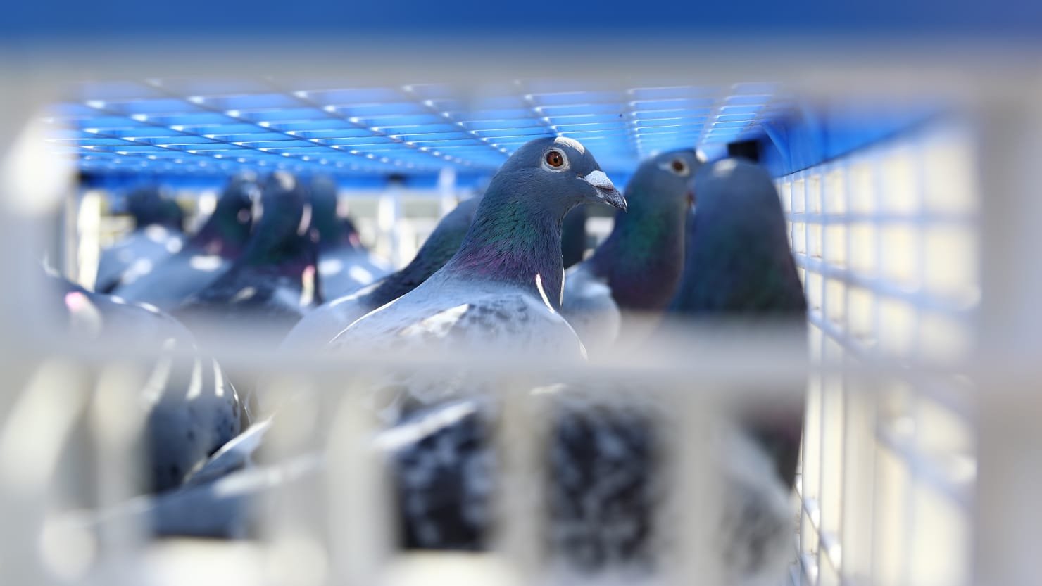 Belgian Racing Pigeon Sells for Record-Breaking $1.9 Million to Unidentified Chinese Buyer
