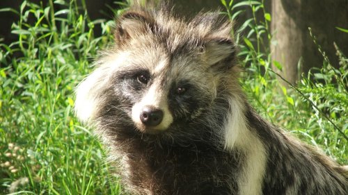 Raccoon Dogs Likely Started COVID-19 Pandemic, New Genetic Analysis Shows