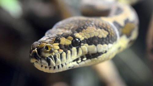 Boy, 5, Saved by Family as Python Drags Him Into Swimming Pool