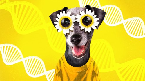 The Dog Genome Project Wants to Reveal Secrets About the Human Species