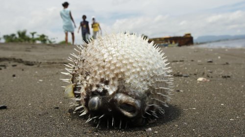 Woman Dead, Husband in Coma After Eating Puffer Fish
