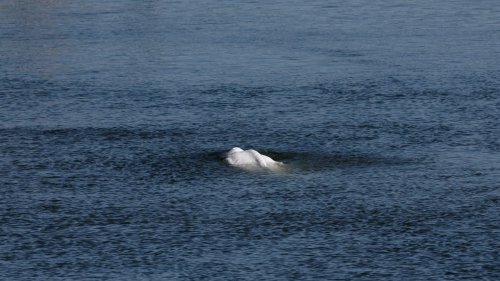 ‘Enormous’ Rescue Mission Will Hopefully Save This Beluga Stuck in the Seine River