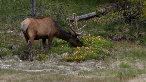 Yellowstone Tourists Strike Again—Take Baby Elk in Their Car