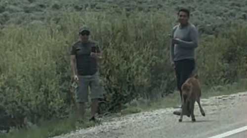 Hunt on for Visitors Seen ‘Harassing’ Bison Calf at Grand Teton National Park