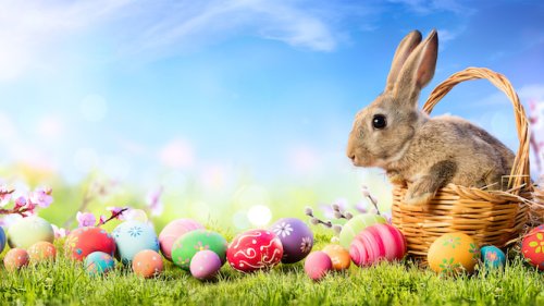 Atheists unable to explain how evolution could make egg-laying bunny