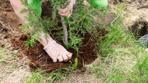 This Fruit Tree Deserves A Spot In Your Small Backyard Garden
