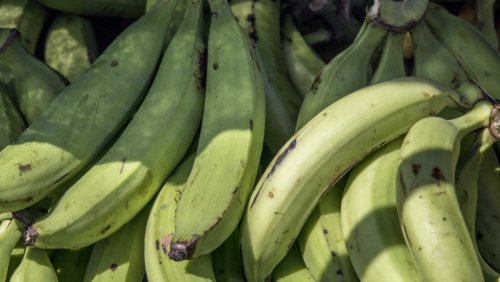 How To Choose The Right Plantains For Crisp Chips