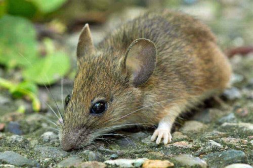 Animals Are ‘Shape-Shifting’ in Response to A Warming Climate, Says New Study