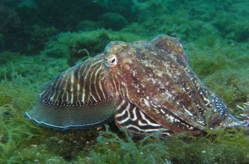 Are Squids and Octopuses Actually Space Aliens?