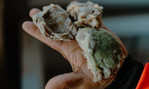 The Consequences of China’s Voracious Appetite for Illicit South African Abalone