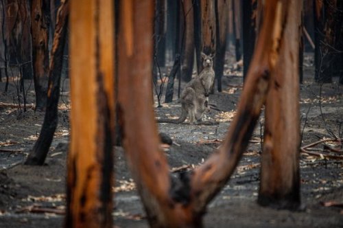 Australian Wildfires: Is the Term ‘Bushfire’ Out of Date?