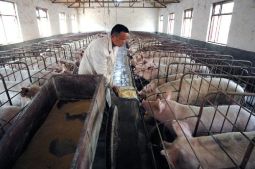 China’s Main Food Security Challenge: Feeding Its Pigs | Flipboard