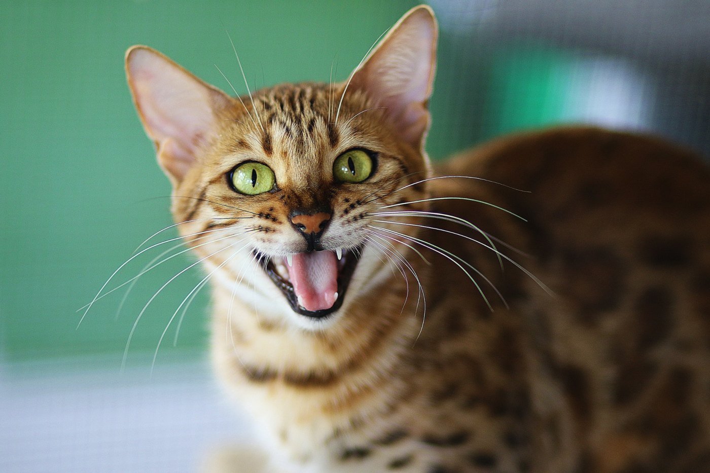 Why Do Cats Meow Back At You? (2022) | 7 Reasons for Chatty Cats
