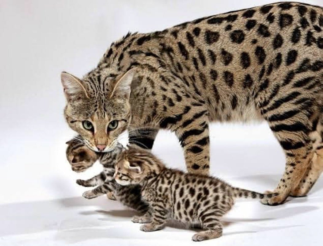23 Most Expensive Cat Breeds (2022) in the World