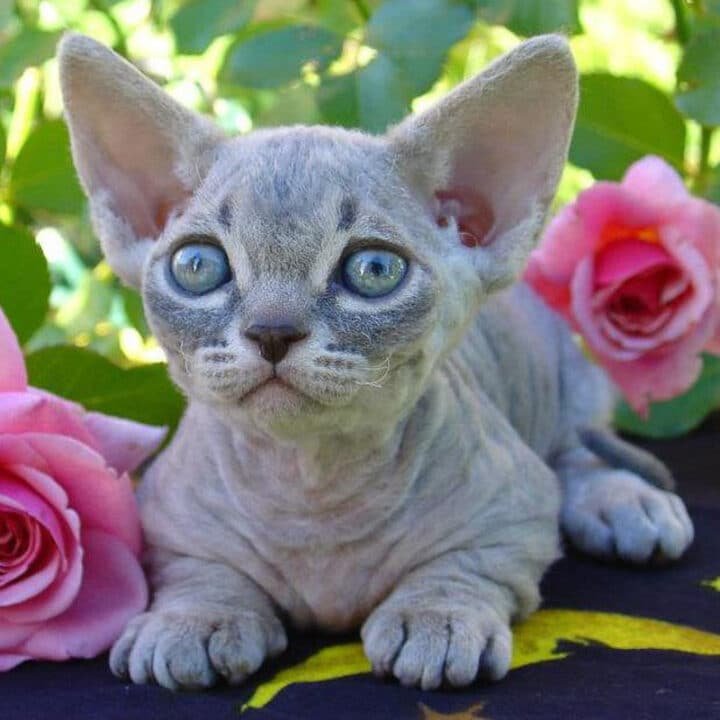 17 Cat Breeds that Don't Shed (much) you'll Love! Flipboard