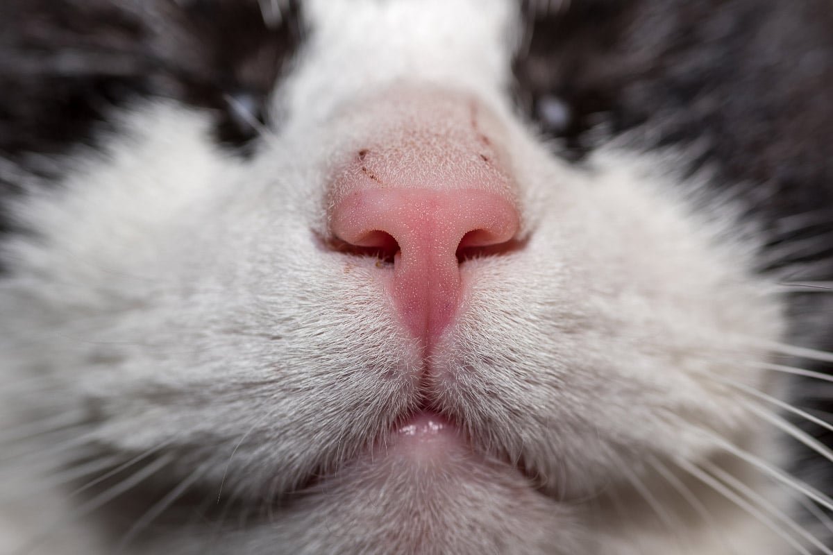 Why Does my Cat Drool? 9 Reasons You Should Know