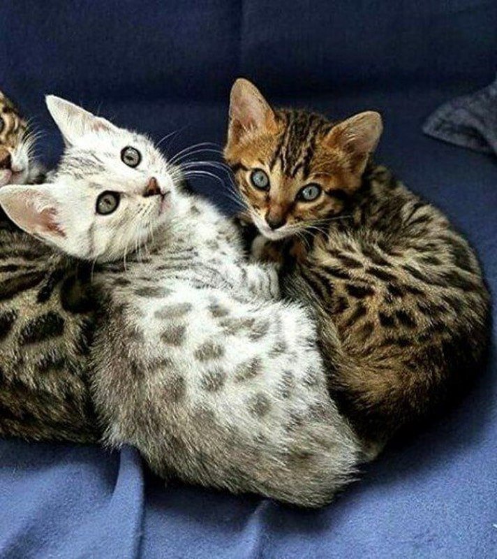 16 Best Disney Cat Names Flipboard