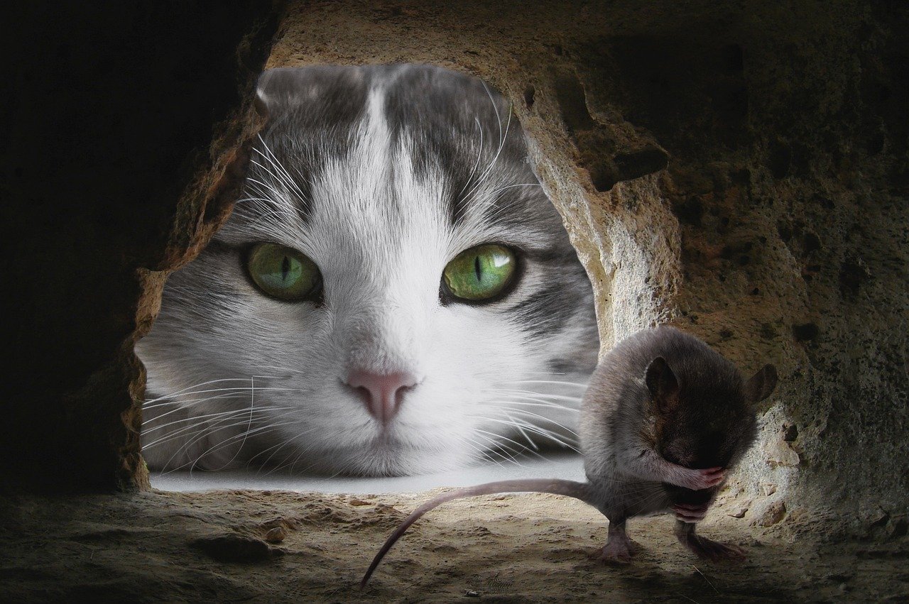All my cats cover image