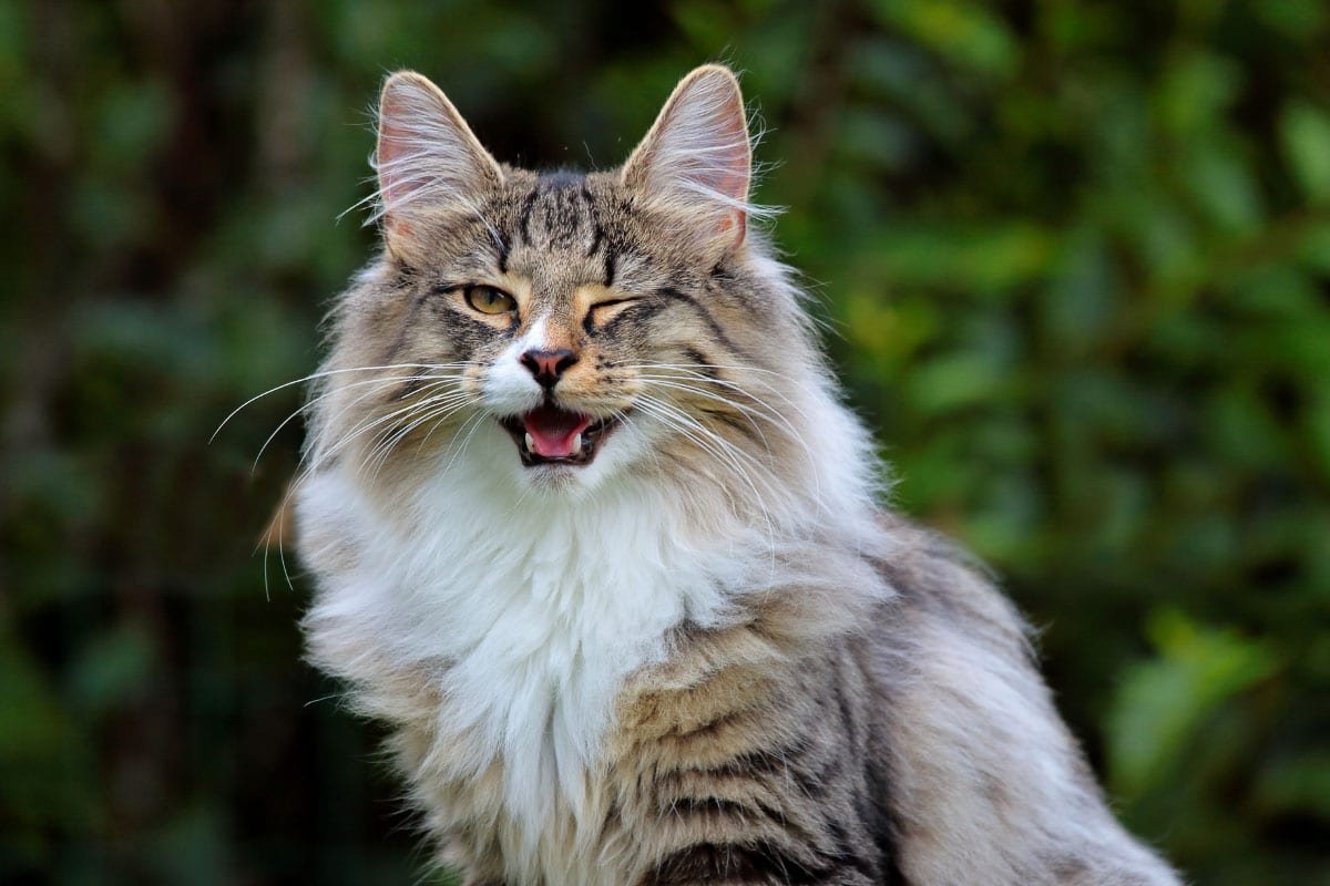 Norwegian Forest Cat vs Maine Coon (2022): What you Need to Know