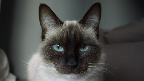 Meet the Cat Whose Face, Ears, and Tail Fade Into a Cool Blue-Grey You Won't See Coming