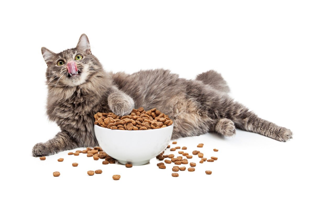 The Tastiest Names for Cats