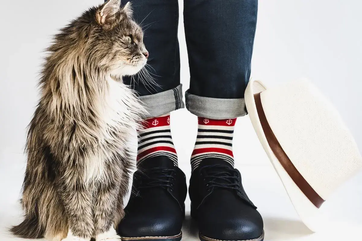 What Does it Mean When a Cat Rubs Up Against You? + More Cat FAQs