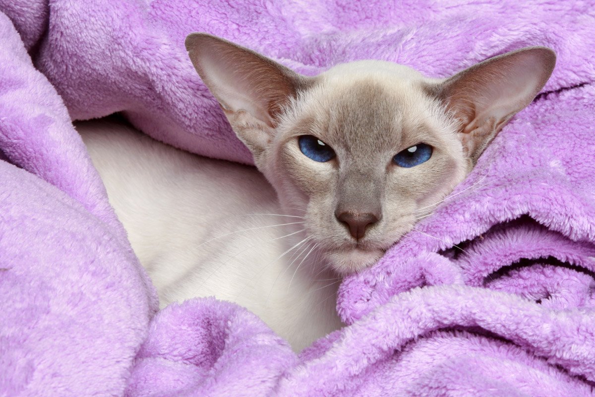 Lilac Point Siamese Cat | 12 Things You Need to Know