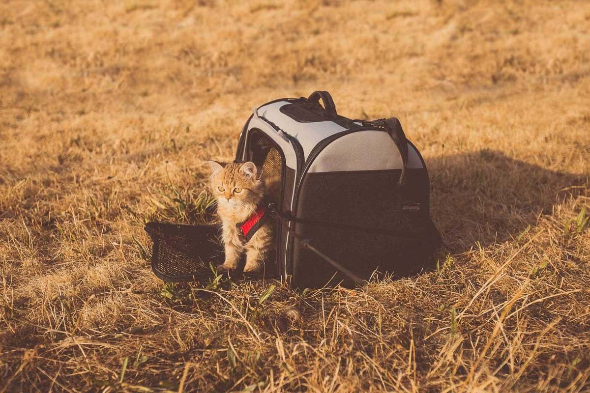 Cat Hacks - Getting your Cat Out and About - Leashes, Harnesses, Carriers etc