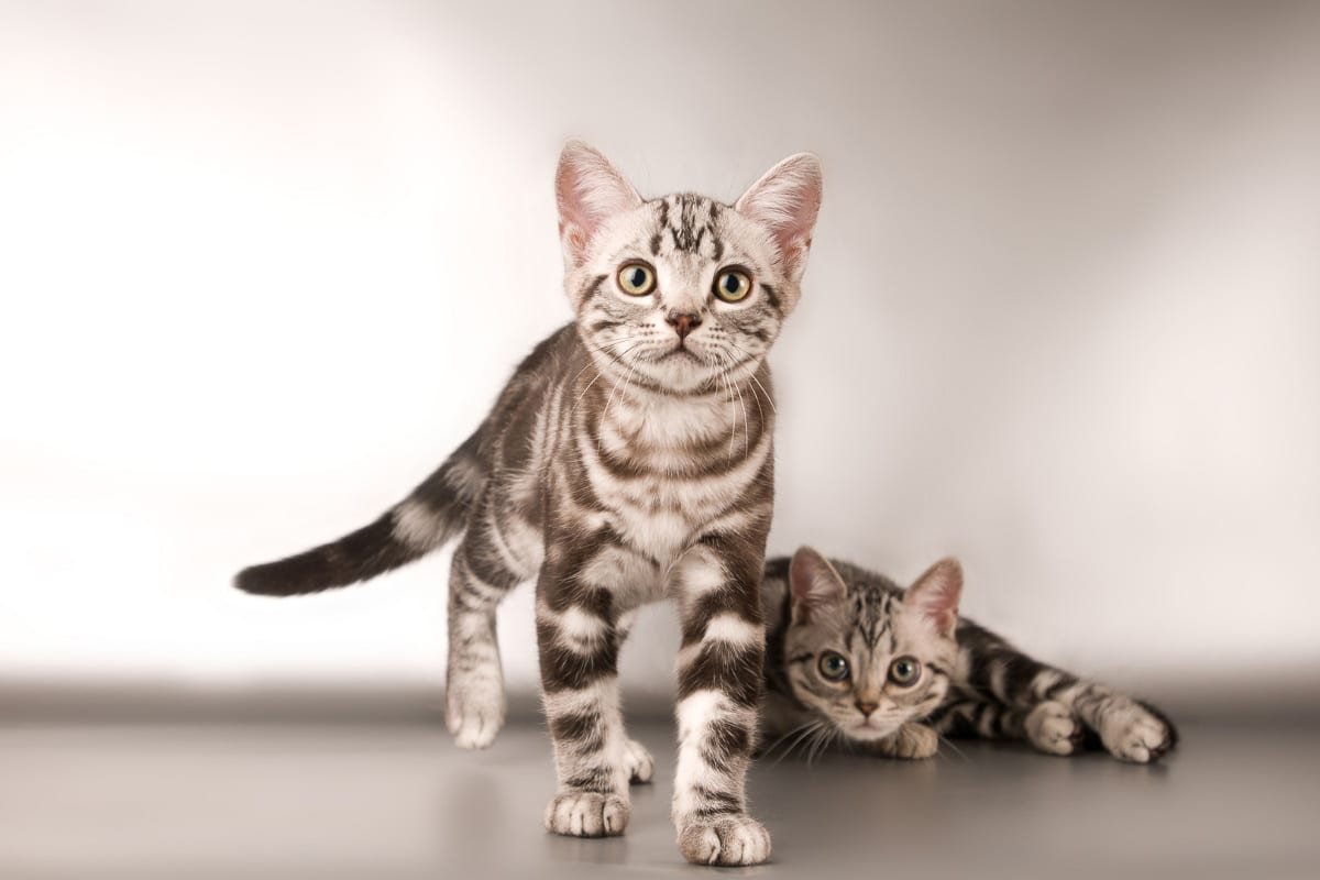 15 Best Cat Breeds (2022) That Are Purrfect
