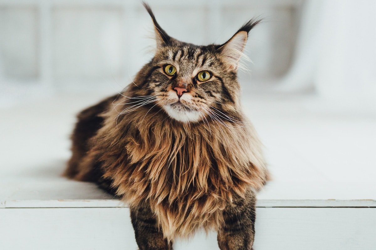 13 Best Male Cat Names You’ll Love