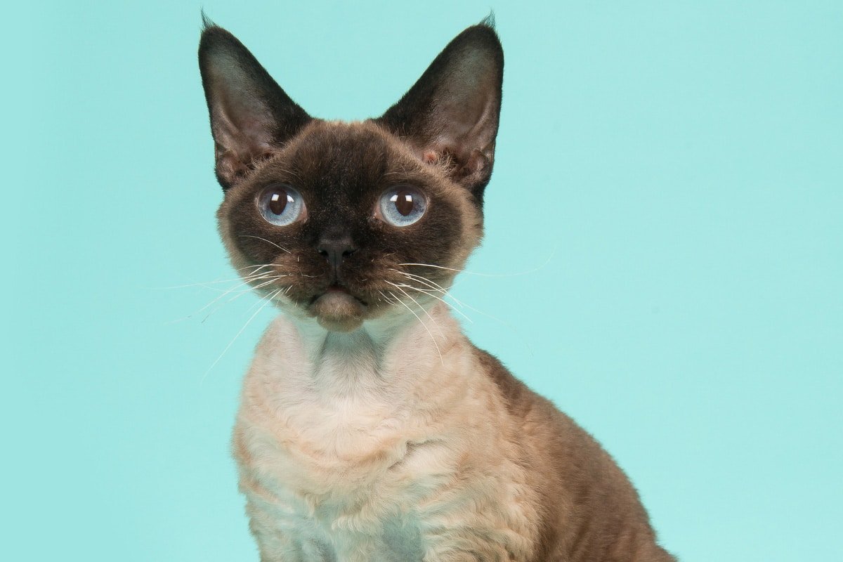 15 Big Eyed Cat Breeds you'll fall for