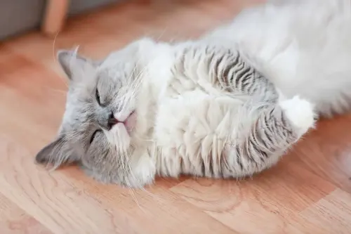 Everything Cat Lovers Need to Know about Cats and Sleeping