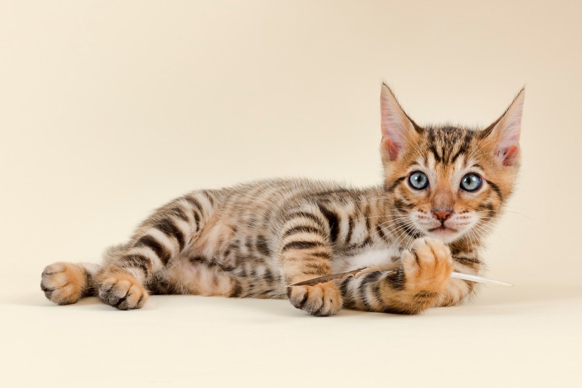Toyger Cat: 13 Things You Need To Know