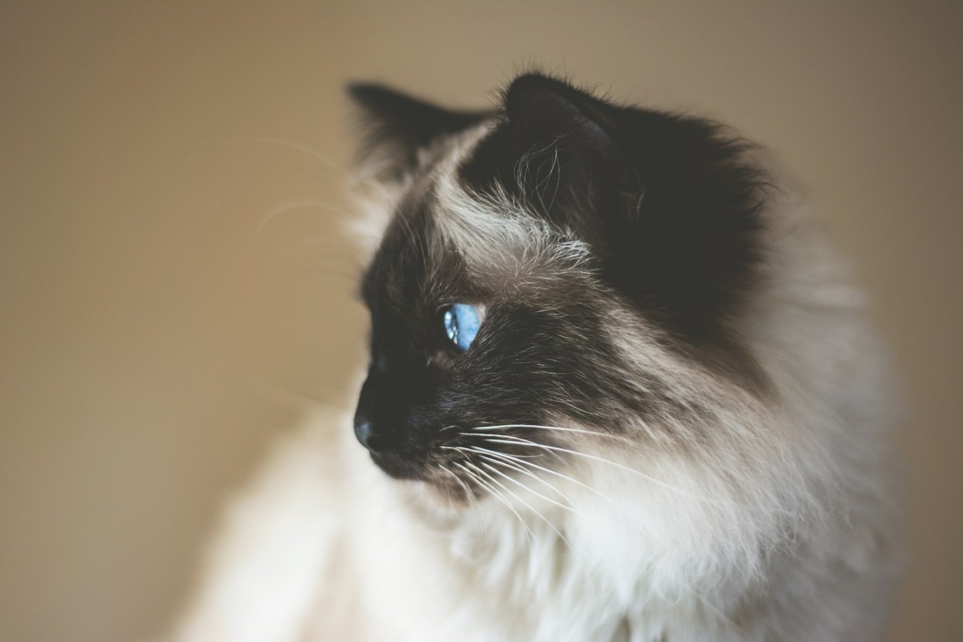 Why Do Cats Stare at Walls? (2022) 6 Reasons