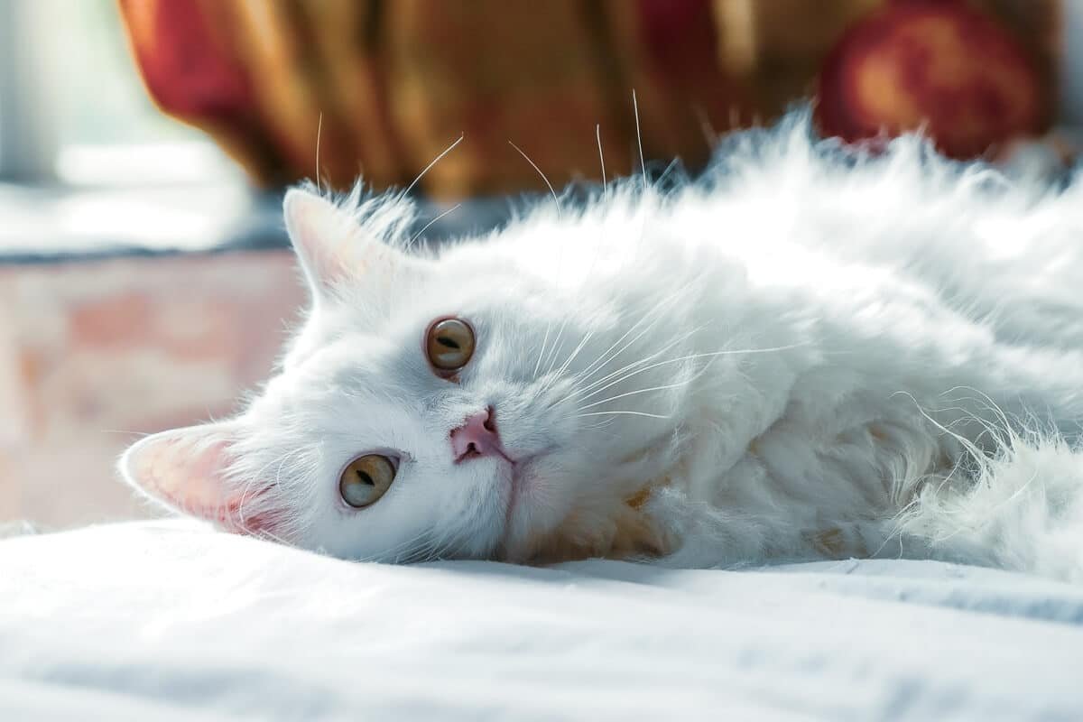 Persian Cat Grooming Guide: 5 Things You Need to Know