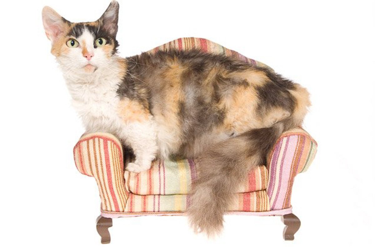 Skookum Cat: 13 Things You Need to Know