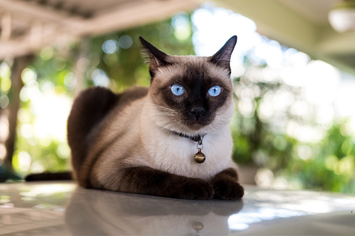 Chocolate Point Siamese | All You Need to Know About These Rare Cats