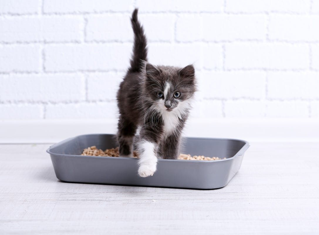 How Often Do Cats Pee? 4 Things You Need to Know