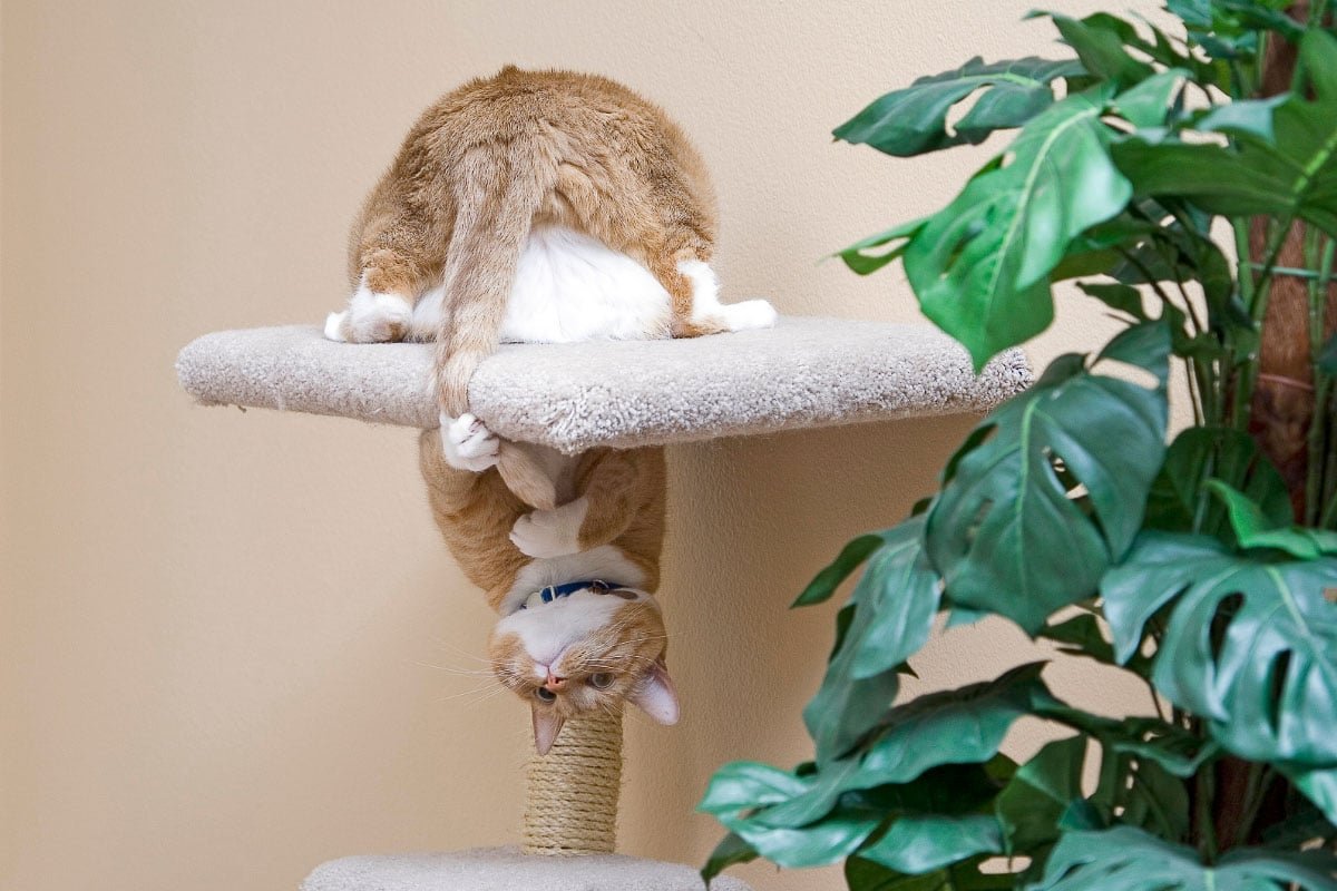 Why Do Cats Chase Their Tails? (2022) 5 Things You Need to Know