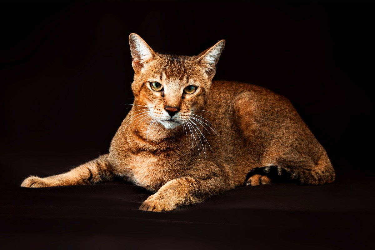 16 Largest Breeds of Cat