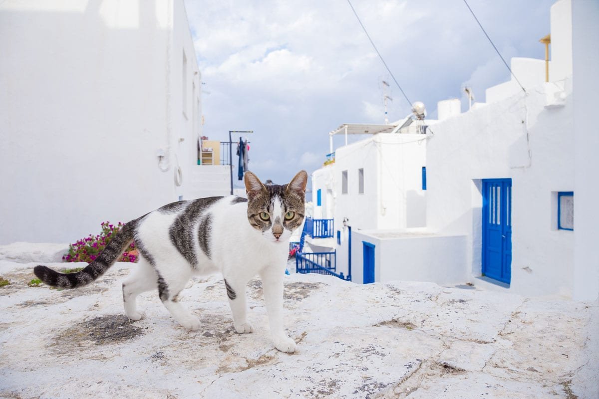 12 Best Greek Cat Names You'll Love