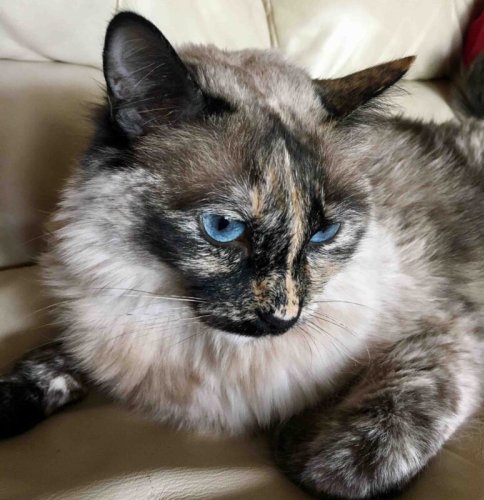 What is the Tortoiseshell Siamese Cat? (2023) Everything You Need To Know About the Stunning Tortie Point