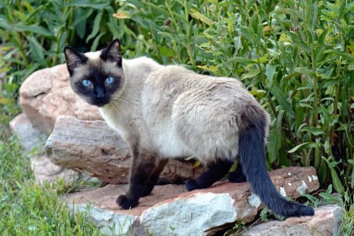 Siamese Cat Facts That Sound Fake But Are Completely True