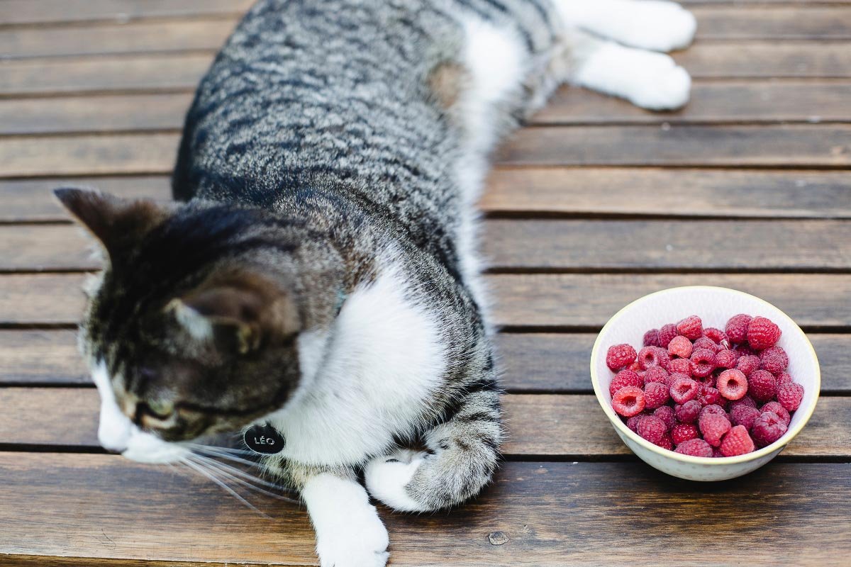 What Happens if my Cat Eats a Raspberry?
