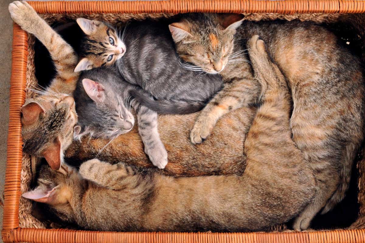 21 Sleeping Cat Positions (2023) and What they Reveal about your Kitty