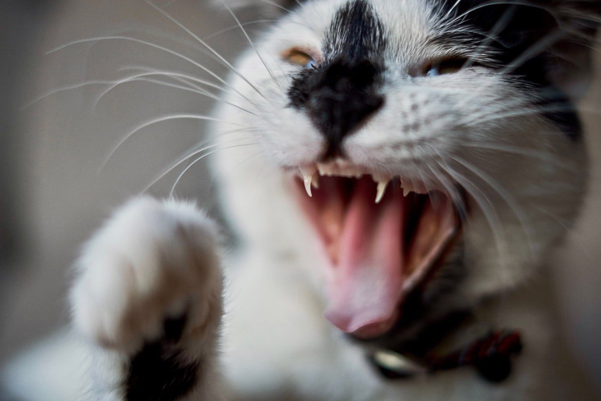 Why Does My Cat Attack Me? 8 Reasons You Should Know